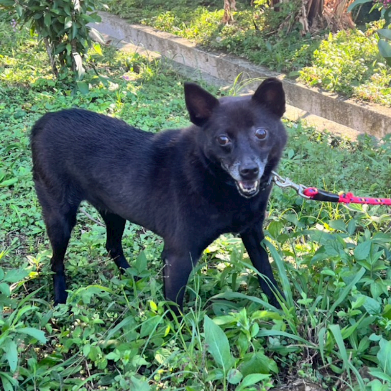 新北市三芝區公立動物之家,編號:36403, 混種犬          