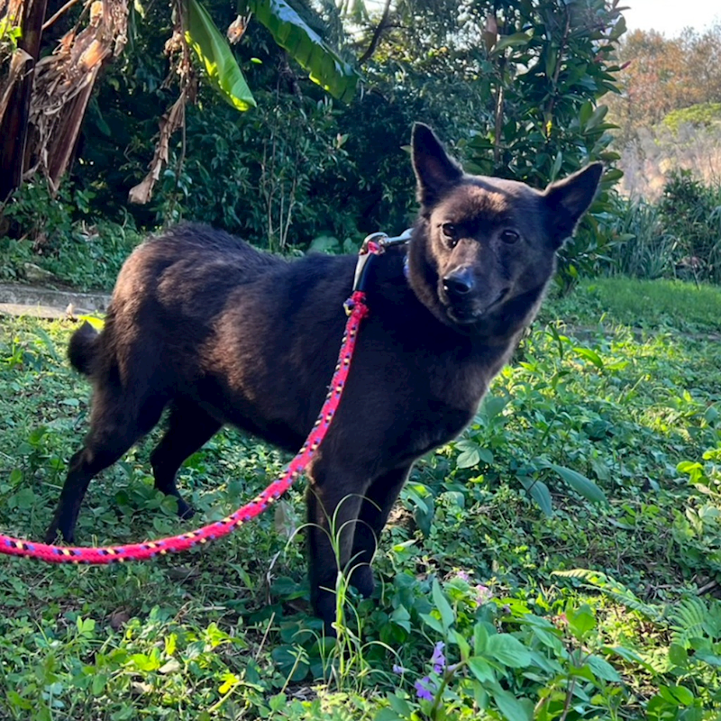 新北市三芝區公立動物之家,編號:36393, 混種犬          