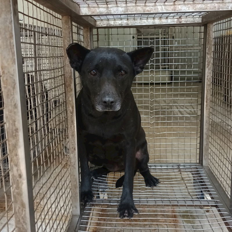 嘉義縣動物保護教育園區,編號:396665, 混種犬          