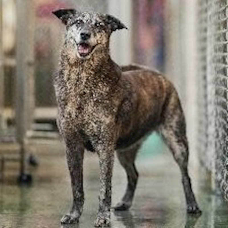 新北市淡水區公立動物之家,編號:88442, 混種犬          