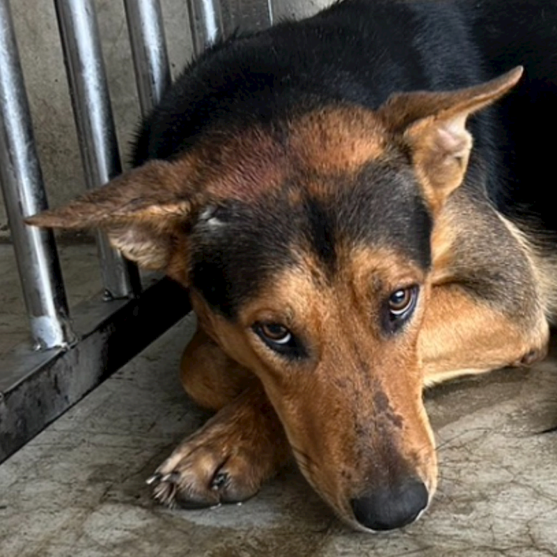 澎湖縣流浪動物收容中心,編號:387949, 混種犬          