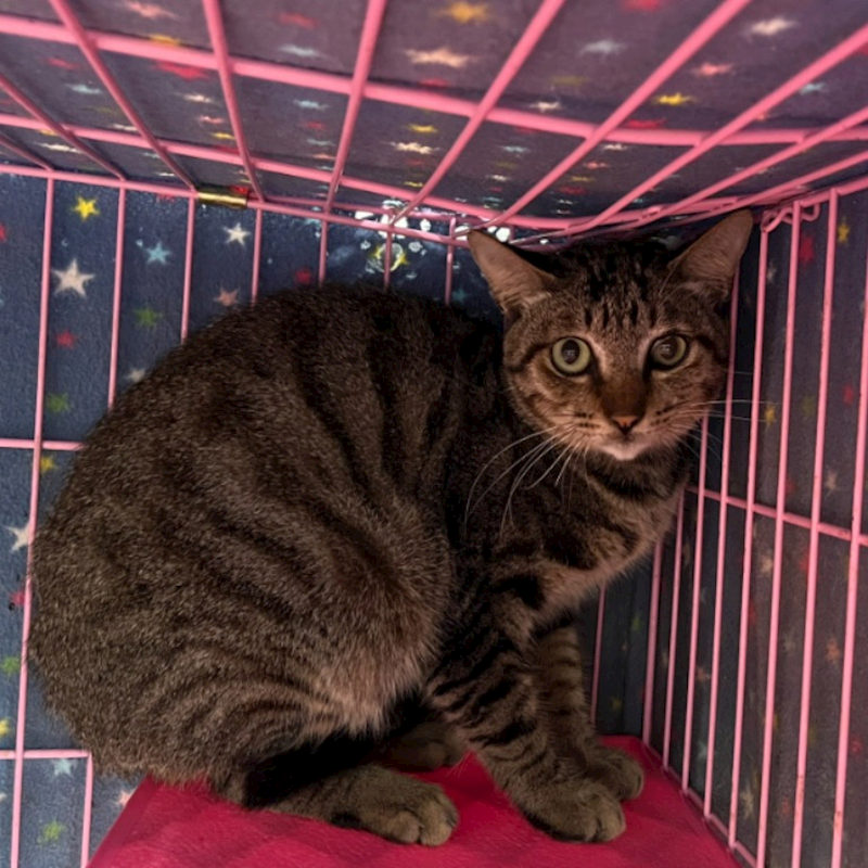 臺北市動物之家,編號:362421, 混種貓                 