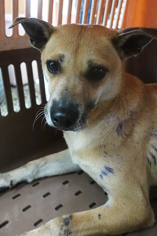 宜蘭縣流浪動物中途之家,編號:396996, 混種犬          