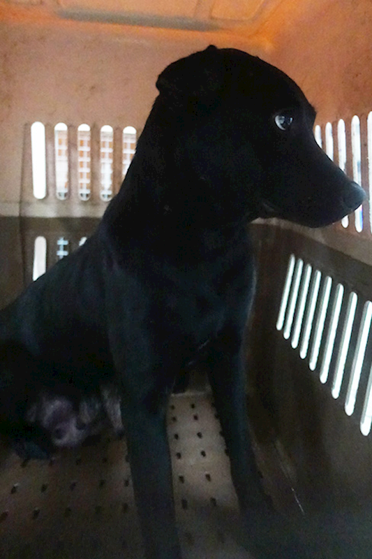 宜蘭縣流浪動物中途之家,編號:396995, 混種犬          
