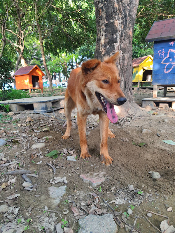 臺南市動物之家善化站,編號:397027, 混種犬          