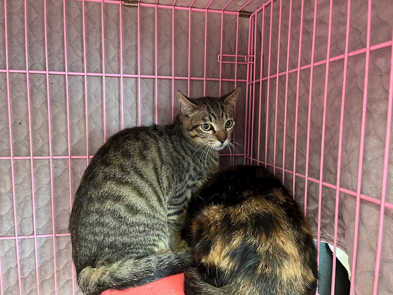 臺北市動物之家,編號:342618, 混種貓                 