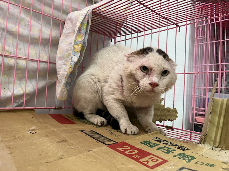 臺北市動物之家,編號:354723, 混種貓                 