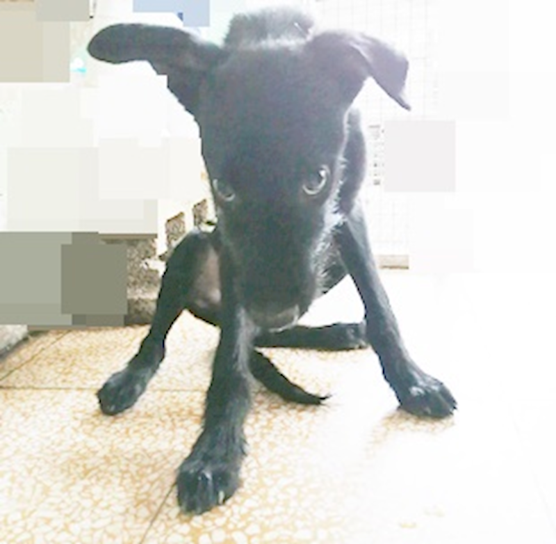臺中市動物之家南屯園區,編號:372336, 混種犬          
