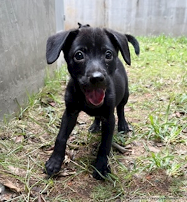臺中市動物之家南屯園區,編號:372718, 混種犬          