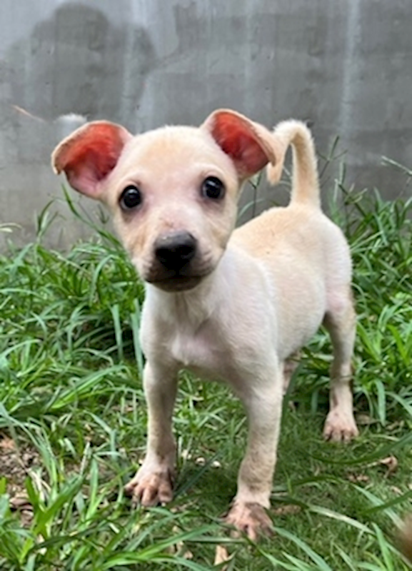 臺中市動物之家南屯園區,編號:372724, 混種犬          