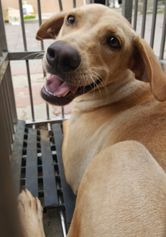 臺中市動物之家南屯園區,編號:376012, 混種犬          