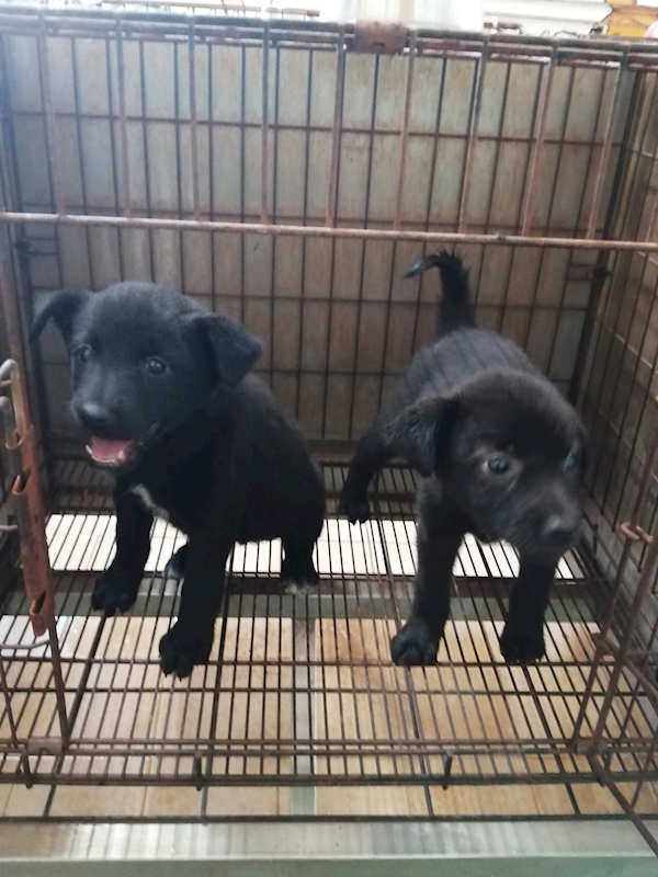 臺中市動物之家南屯園區,編號:376122, 混種犬          