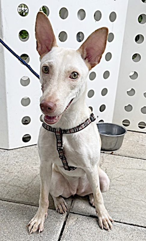 臺中市動物之家南屯園區,編號:377300, 混種犬          