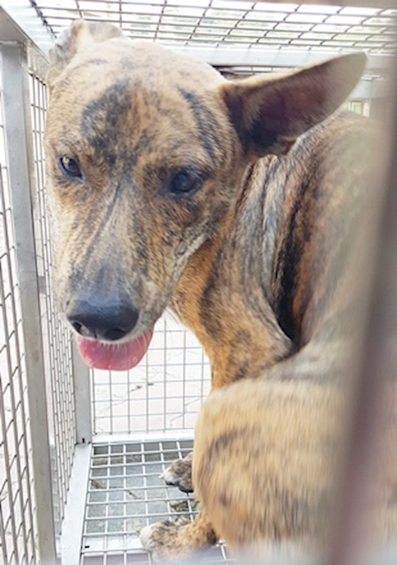 臺中市動物之家南屯園區,編號:378709, 混種犬          