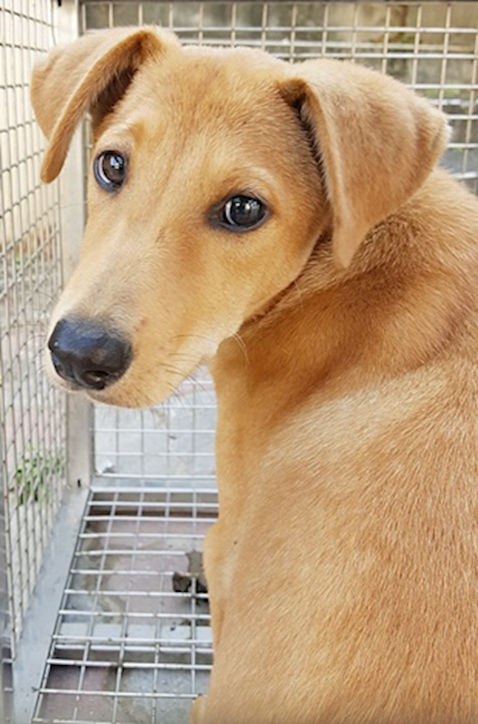 臺中市動物之家南屯園區,編號:378747, 混種犬          