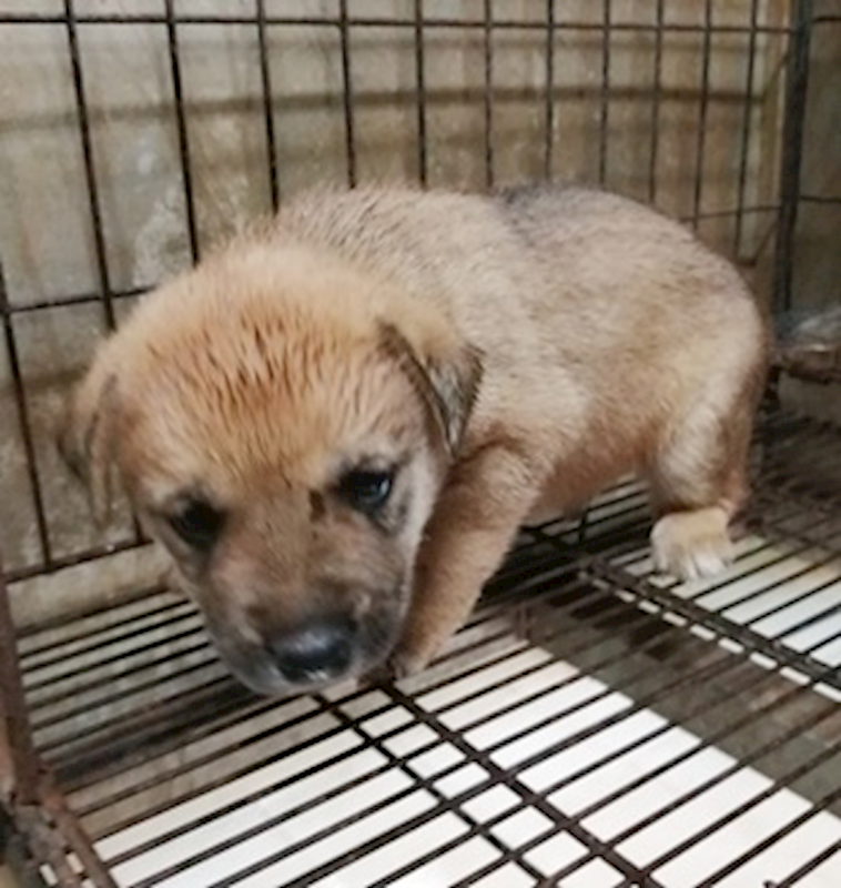 臺中市動物之家南屯園區,編號:380679, 混種犬          