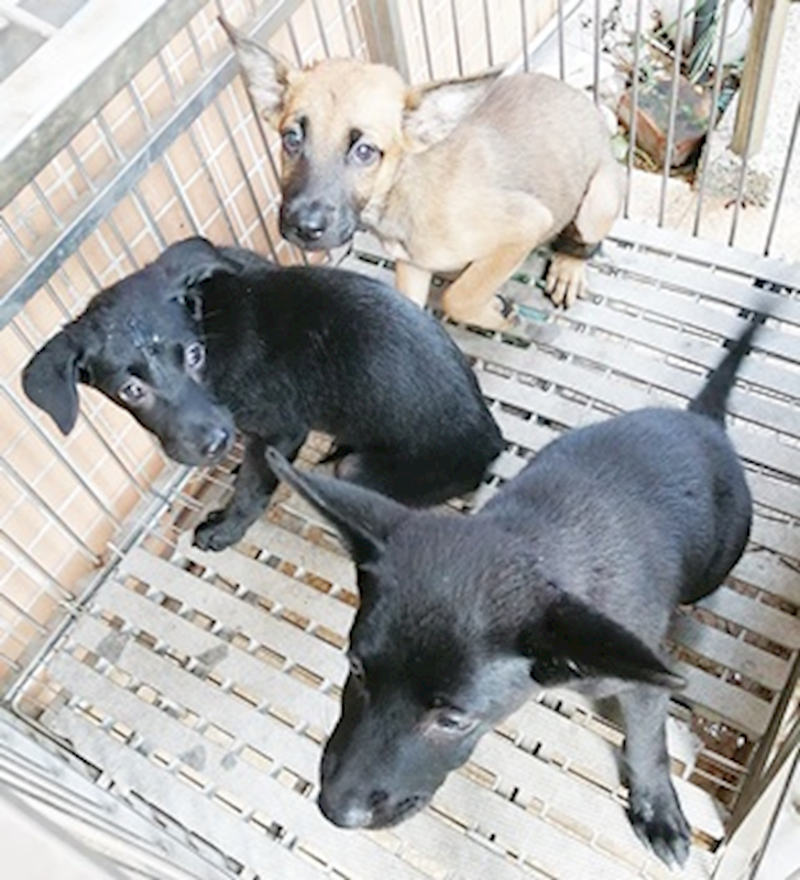 臺中市動物之家南屯園區,編號:382074, 混種犬          
