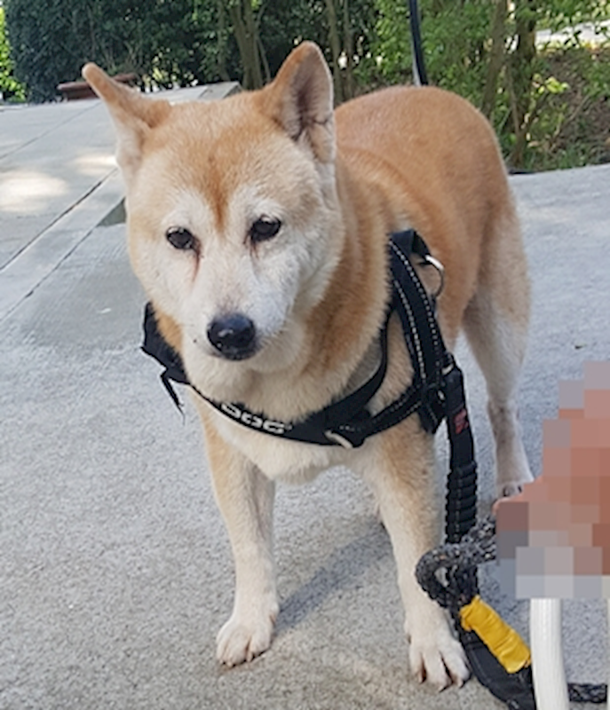 臺中市動物之家南屯園區,編號:382116, 柴犬                  