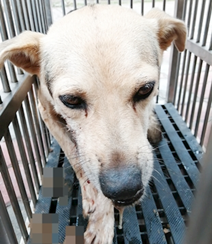 臺中市動物之家南屯園區,編號:382186, 混種犬          