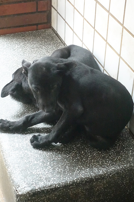 宜蘭縣流浪動物中途之家,編號:397508, 混種犬          