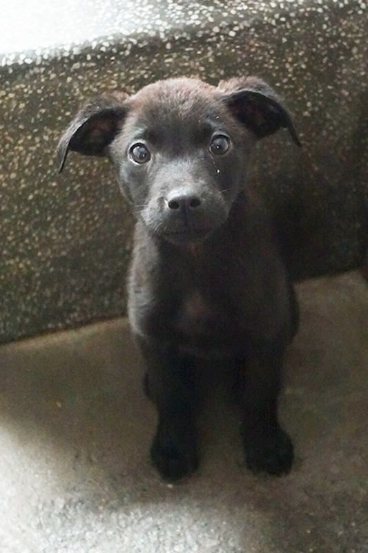 宜蘭縣流浪動物中途之家,編號:397506, 混種犬          