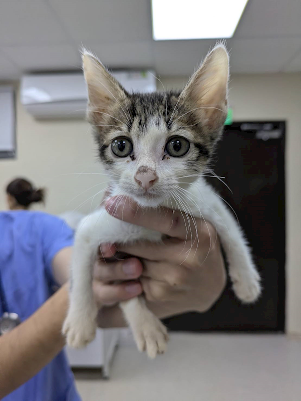 桃園市動物保護教育園區,編號:396027, 混種貓                 