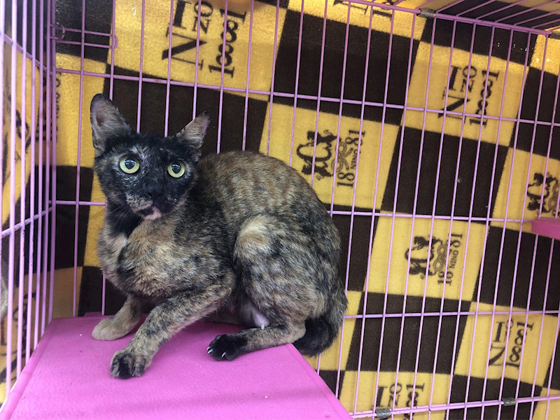 臺北市動物之家,編號:309977, 混種貓                 