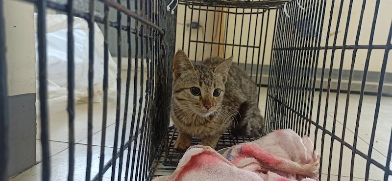 金門縣動物收容中心,編號:397553, 混種貓                 