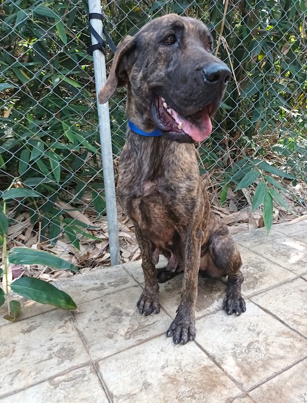 嘉義縣動物保護教育園區,編號:397540, 混種犬          