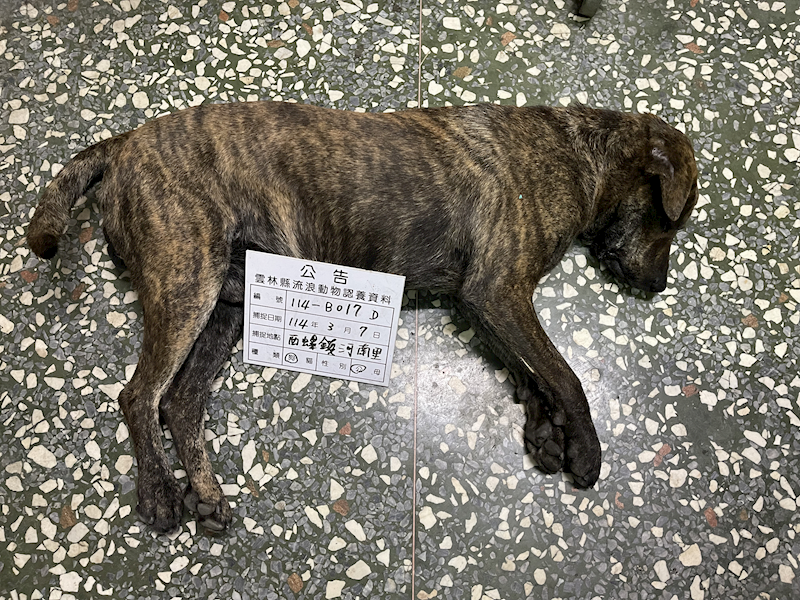 雲林縣流浪動物收容所,編號:397543, 混種犬          
