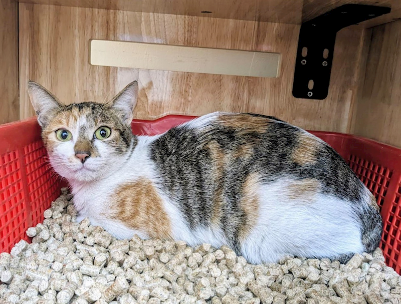 新竹縣動物保護教育園區,編號:396124, 混種貓                 