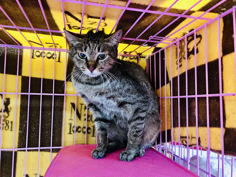 臺北市動物之家,編號:288152, 混種貓                 