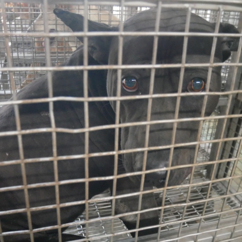 臺南市動物之家善化站,編號:299777, 混種犬          