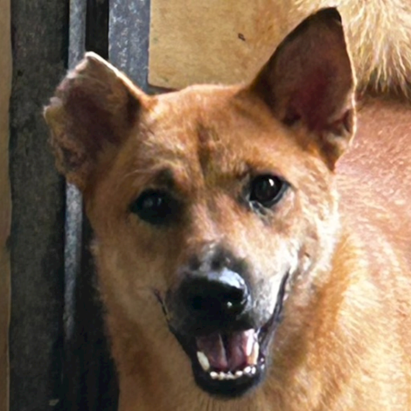 澎湖縣流浪動物收容中心,編號:306818, 混種犬          