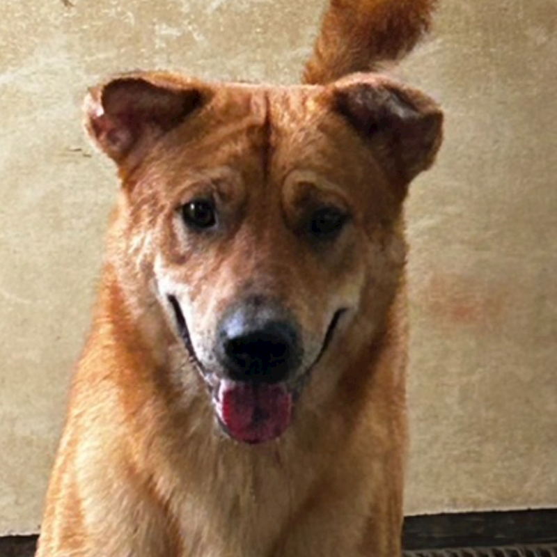 澎湖縣流浪動物收容中心,編號:294743, 混種犬          