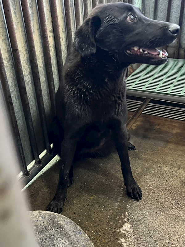 彰化縣流浪狗中途之家,編號:399067, 混種犬          
