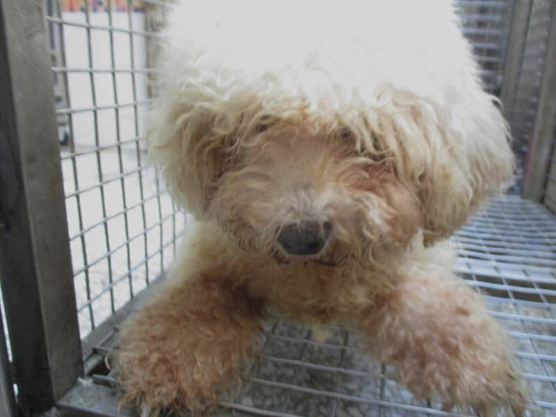 高雄市壽山動物保護教育園區,編號:399061, 瑪爾濟斯犬           