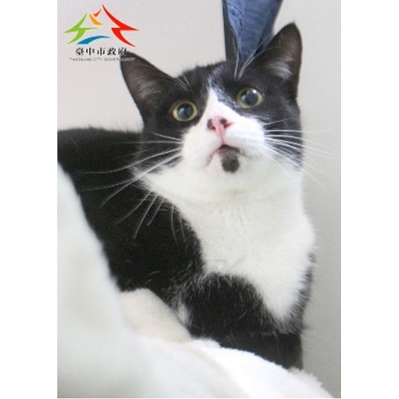 臺中市動物之家后里園區,編號:397388, 混種貓                 