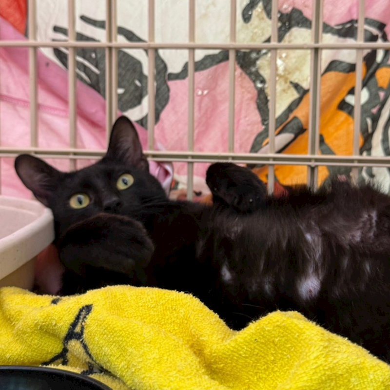 臺南市動物之家灣裡站,編號:393617, 混種貓                 