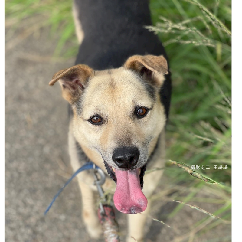 臺南市動物之家灣裡站,編號:321783, 混種犬          