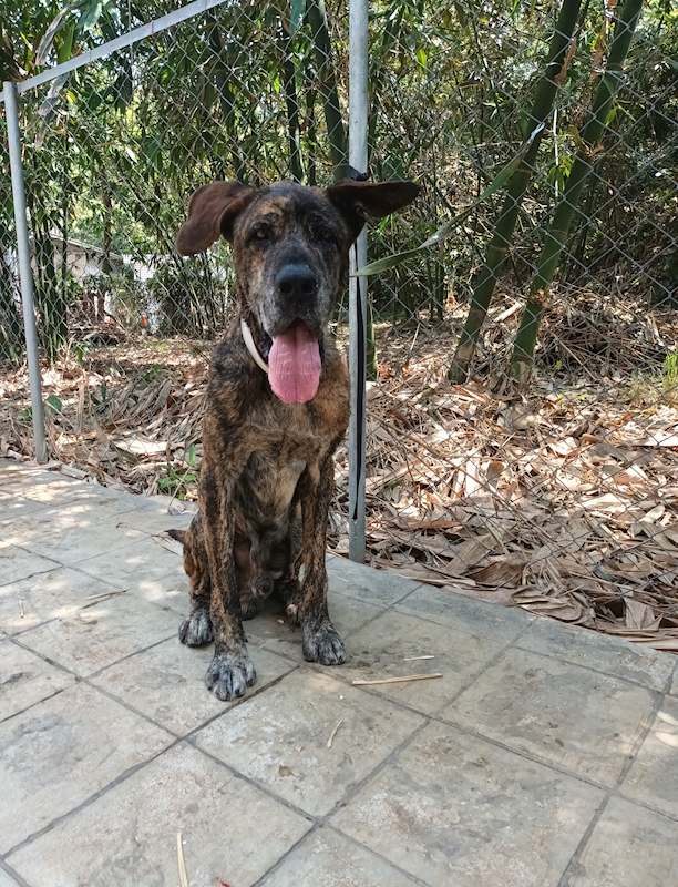 嘉義縣動物保護教育園區,編號:400368, 混種犬          