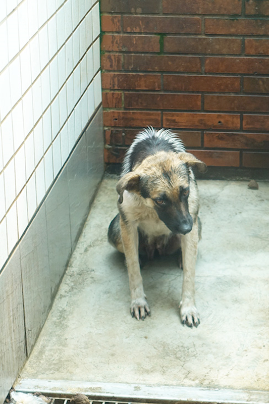 宜蘭縣流浪動物中途之家,編號:400704, 混種犬          