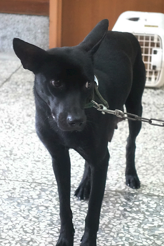 宜蘭縣流浪動物中途之家,編號:400913, 混種犬          
