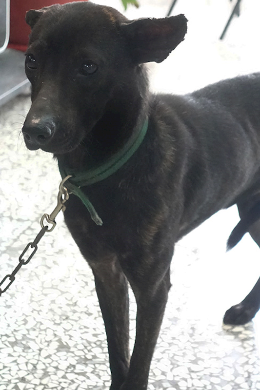 宜蘭縣流浪動物中途之家,編號:400912, 混種犬          