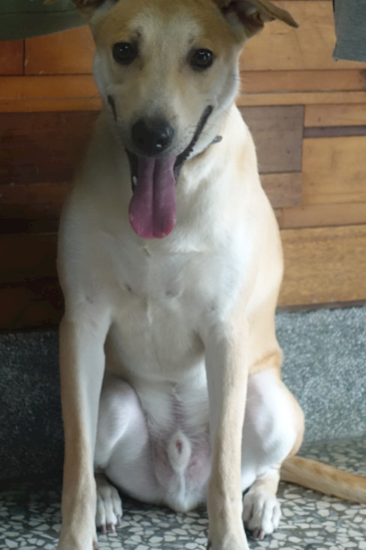 宜蘭縣流浪動物中途之家,編號:401017, 混種犬          