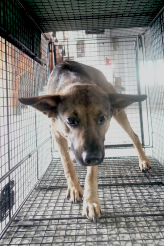 宜蘭縣流浪動物中途之家,編號:401270, 混種犬          
