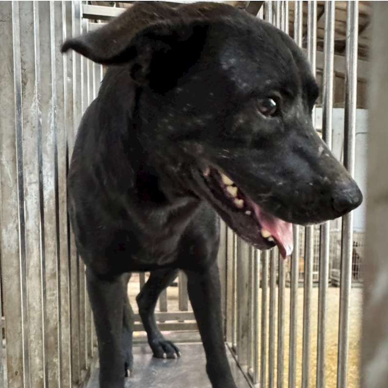 臺南市動物之家善化站,編號:401212, 混種犬          