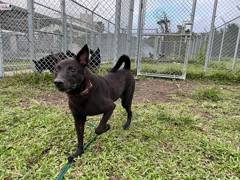 臺北市動物之家,編號:31359, 混種犬          