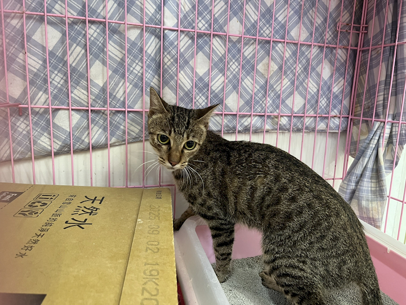 臺北市動物之家,編號:374206, 混種貓                 