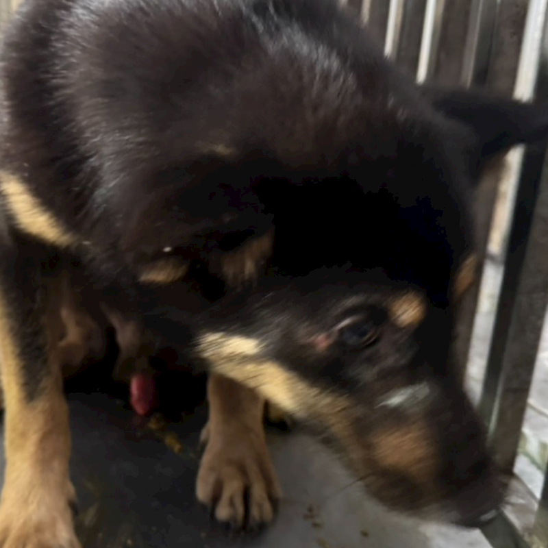 臺南市動物之家善化站,編號:401503, 混種犬          